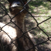 Crazy emu! He was most definitely after my snacks.
